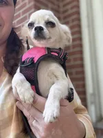 Prince, a male Chihuahua for sale in Boiling Springs, SC – Photo 10 of 10