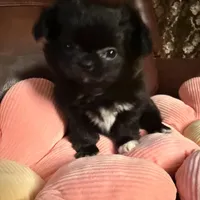 Lola, a female Chihuahua for sale in Boiling Springs, SC – Photo 2 of 9