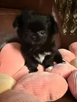 Lola, a female Chihuahua for sale in Boiling Springs, SC – Photo 1 of 10