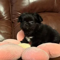 Lola, a female Chihuahua for sale in Boiling Springs, SC – Photo 3 of 9