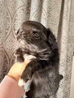 Lola, a female Chihuahua for sale in Boiling Springs, SC – Photo 7 of 10