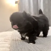 Lola, a female Chihuahua for sale in Boiling Springs, SC – Photo 5 of 9