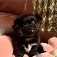 Lola, a female Chihuahua for sale in Boiling Springs, SC – Photo 7 of 9