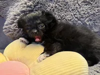 Lola, a female Chihuahua for sale in Boiling Springs, SC – Photo 9 of 9