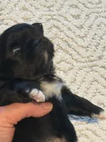 Lola, a female Chihuahua for sale in Boiling Springs, SC – Photo 2 of 10