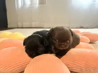 Lola, a female Chihuahua for sale in Boiling Springs, SC – Photo 3 of 10