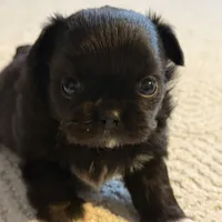 Lola, a female Chihuahua for sale in Boiling Springs, SC – Photo 4 of 9