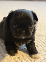 Lola, a female Chihuahua for sale in Boiling Springs, SC – Photo 5 of 10