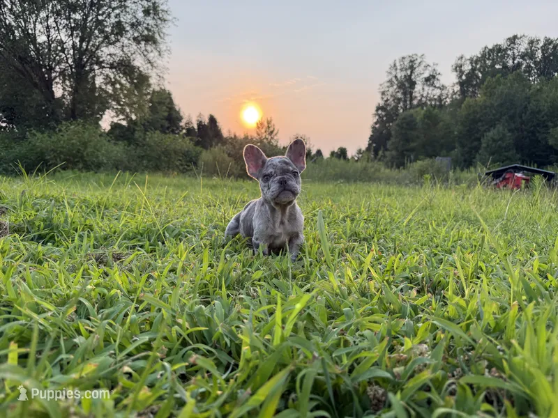 Diesel – French Bulldog puppy for sale in Fredericksburg, VA
