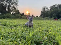 Diesel, a male French Bulldog for sale in Fredericksburg, VA – 1 of 5