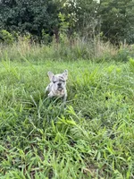 Diesel, a female French Bulldog for sale in Fredericksburg, VA – 3 of 8