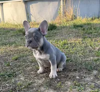 Kobe , a male French Bulldog for sale in Fredericksburg, VA – Photo 5 of 6