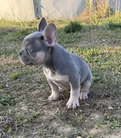 Kobe , a male French Bulldog for sale in Fredericksburg, VA – Photo 2 of 6
