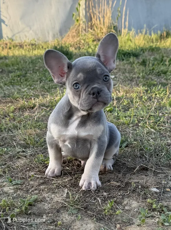 Kobe  – French Bulldog puppy for sale in Fredericksburg, VA