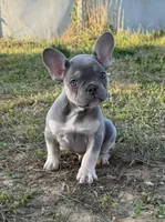 Kobe , a male French Bulldog for sale in Fredericksburg, VA – Photo 1 of 6