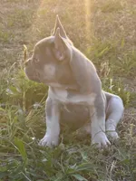 Kobe , a male French Bulldog for sale in Fredericksburg, VA – Photo 3 of 6