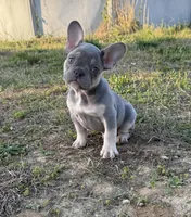 Kobe , a male French Bulldog for sale in Fredericksburg, VA – Photo 4 of 6