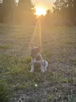 Kobe , a male French Bulldog for sale in Fredericksburg, VA – Photo 6 of 6