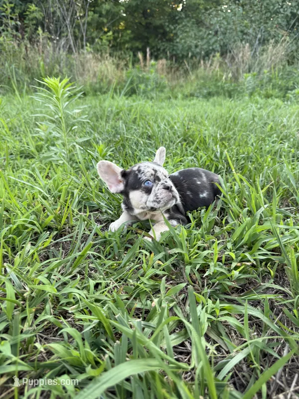Coco – French Bulldog puppy for sale in Fredericksburg, VA