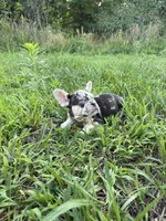 Coco, a female French Bulldog for sale in Fredericksburg, VA – 1 of 5