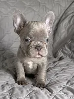 Baxter, a male French Bulldog for sale in Fredericksburg, VA – Photo 2 of 4
