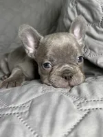 Baxter, a male French Bulldog for sale in Fredericksburg, VA – Photo 4 of 4