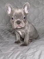 Baxter, a male French Bulldog for sale in Fredericksburg, VA – Photo 3 of 4