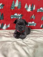 Rudolph, a male French Bulldog for sale in Fredericksburg, VA – Photo 5 of 5