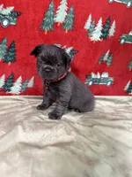 Rudolph, a male French Bulldog for sale in Fredericksburg, VA – Photo 2 of 5