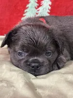 Rudolph, a male French Bulldog for sale in Fredericksburg, VA – Photo 1 of 5