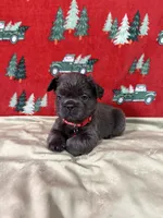 Rudolph, a male French Bulldog for sale in Fredericksburg, VA – Photo 4 of 5