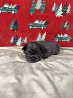 Rudolph, a male French Bulldog for sale in Fredericksburg, VA – Photo 3 of 5