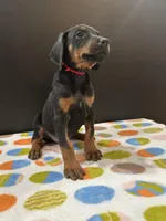 Zeus, a male Doberman Pinscher for sale in Fredericksburg, VA – Photo 4 of 6