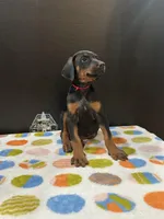 Zeus, a male Doberman Pinscher for sale in Fredericksburg, VA – Photo 5 of 6