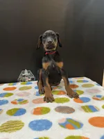 Zeus, a male Doberman Pinscher for sale in Fredericksburg, VA – Photo 6 of 6