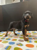 Zeus, a male Doberman Pinscher for sale in Fredericksburg, VA – Photo 2 of 6