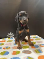 Zeus, a male Doberman Pinscher for sale in Fredericksburg, VA – Photo 1 of 6