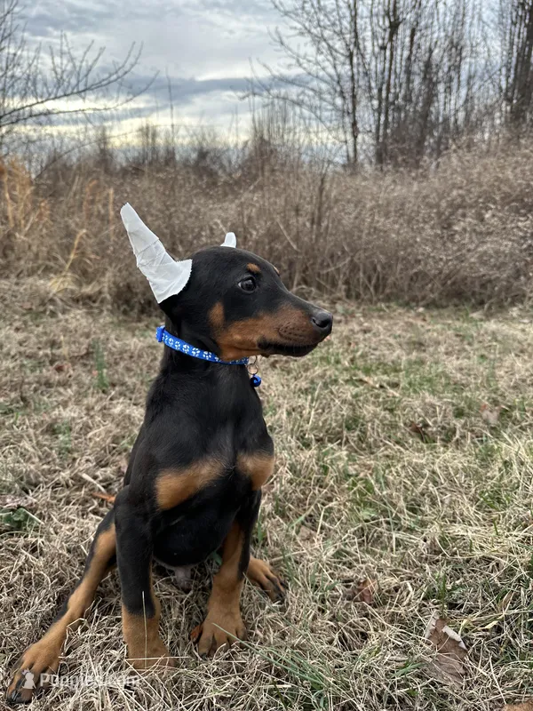 Zeus – Doberman Pinscher puppy for sale in Fredericksburg, VA