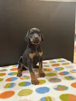 Zeus, a male Doberman Pinscher for sale in Fredericksburg, VA – Photo 3 of 6