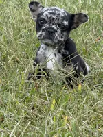 Bluey, a male French Bulldog for sale in Fredericksburg, VA – 4 of 5