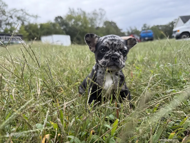 Bluey – French Bulldog puppy for sale in Fredericksburg, VA