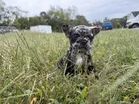 Bluey, a male French Bulldog for sale in Fredericksburg, VA – 1 of 5
