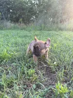 Atlas, a male French Bulldog for sale in Fredericksburg, VA – 6 of 6