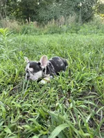 Coco, a female French Bulldog for sale in Fredericksburg, VA – 3 of 5