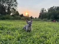 Diesel, a male French Bulldog for sale in Fredericksburg, VA – 4 of 5