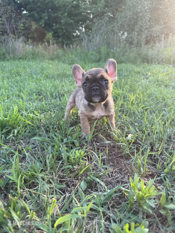 Atlas – French Bulldog puppy for sale in Fredericksburg, VA