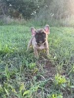Atlas, a male French Bulldog for sale in Fredericksburg, VA – 1 of 6