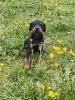 Zeus, a male Doberman Pinscher for sale in Fredericksburg, VA – Photo 5 of 8