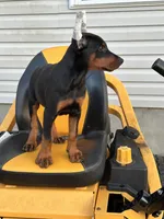 Zeus, a male Doberman Pinscher for sale in Fredericksburg, VA – Photo 4 of 8