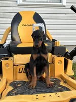 Zeus, a male Doberman Pinscher for sale in Fredericksburg, VA – Photo 3 of 8